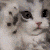 :cat_happy: